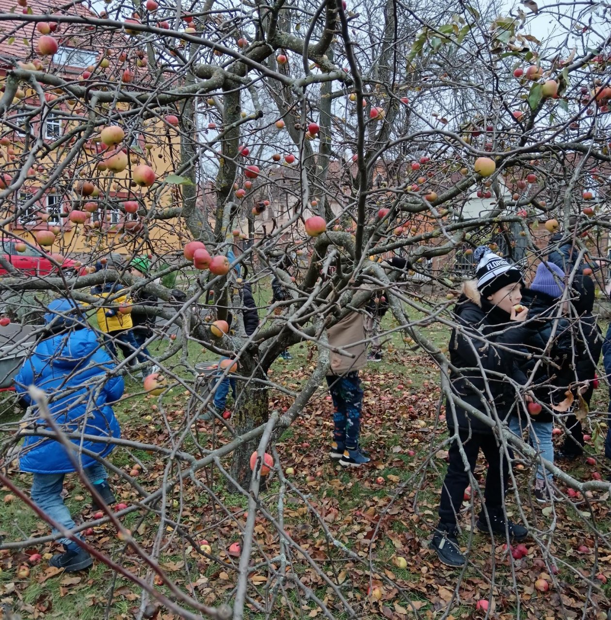 Sběr jablíček