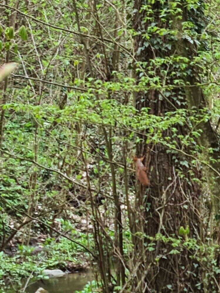 Za veverkou Zrzečkou